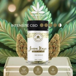 LEMON HAZE FLEUR DE CBD (12G) - HEMPLINE