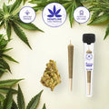 AMNESIA PRE-ROLL (1G) - HEMPLINE